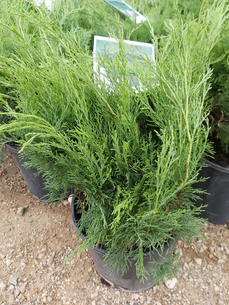 juniper-scandia-2-gal-bl Juniper:'Scandia' 2 Gal (Bl)