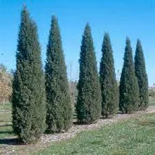 juniper-taylor-5-gal-bl Juniper:'Taylor' - 5 Gal (Bl)
