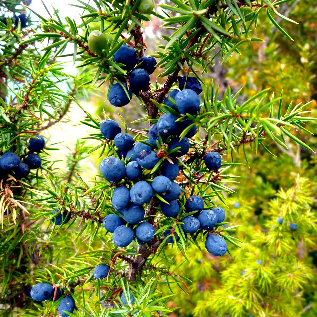 juniper-tree Juniper Tree