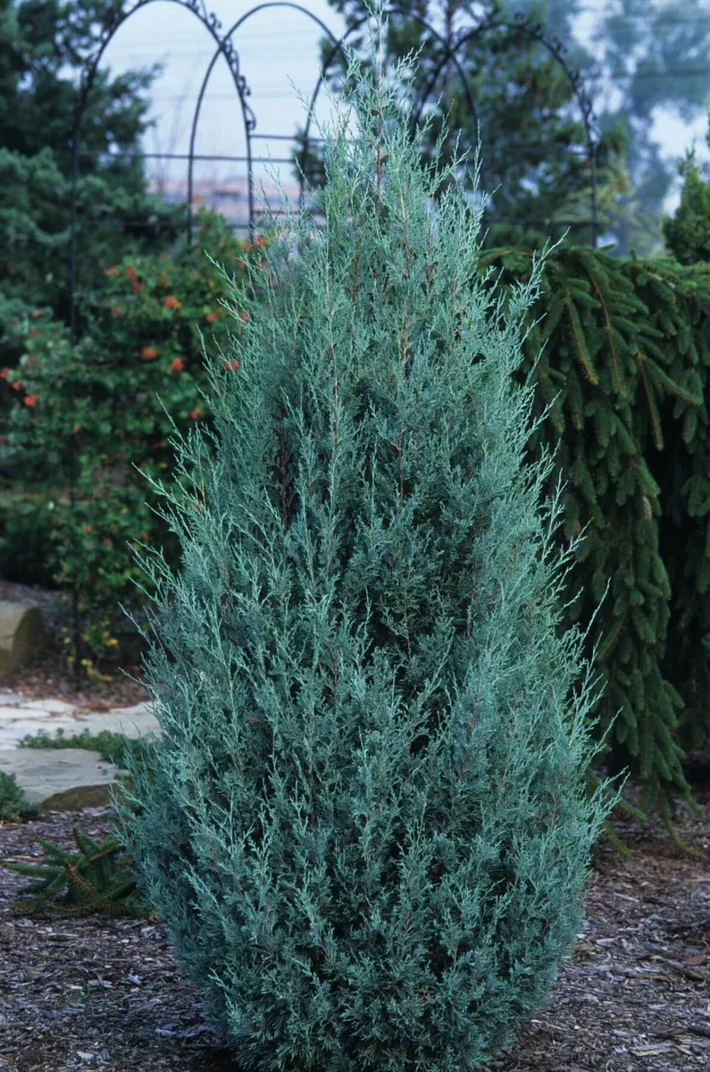 juniper-upright-wichita-blue-2-gal-van Juniper:'Upright Wichita Blue' 2 gal (Van)
