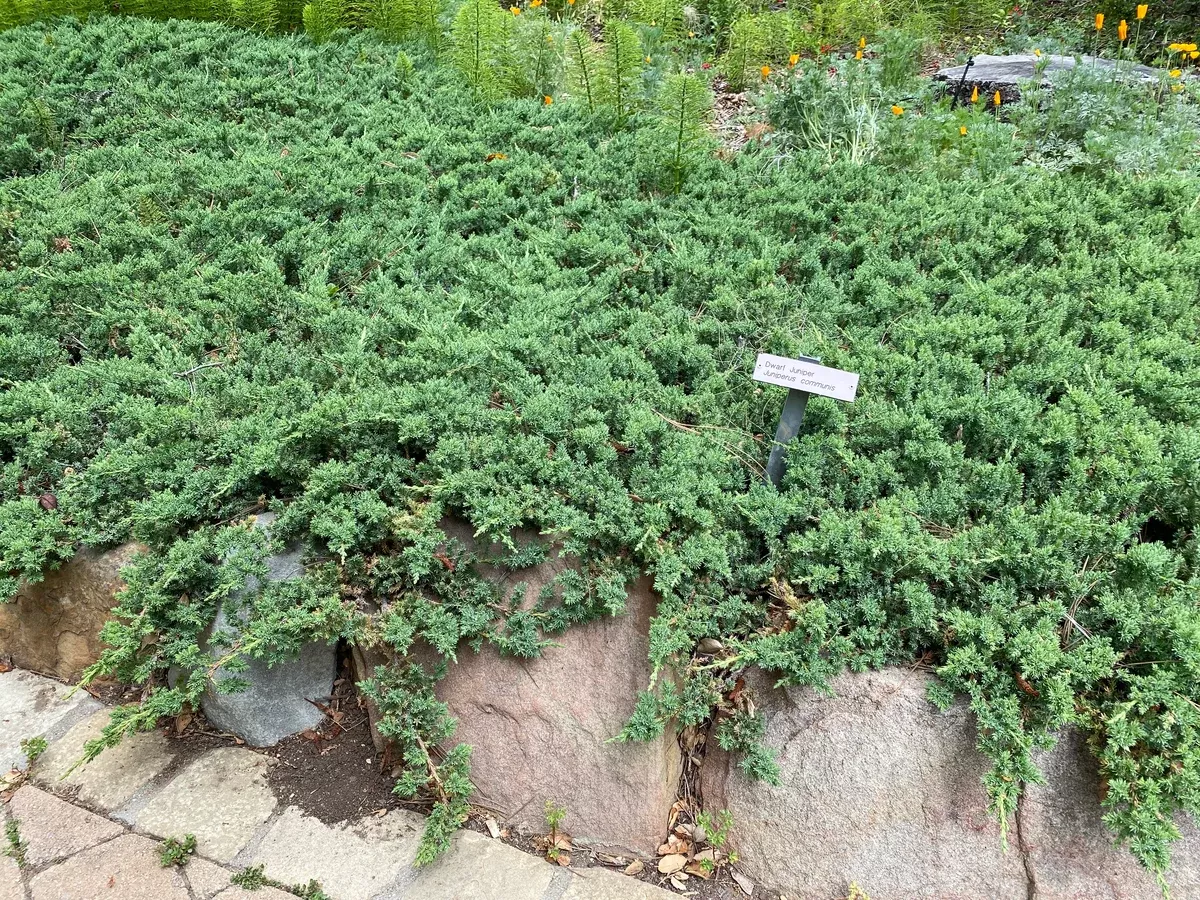 Juniperus communis var. saxatilisCommon Dwarf Juniper
