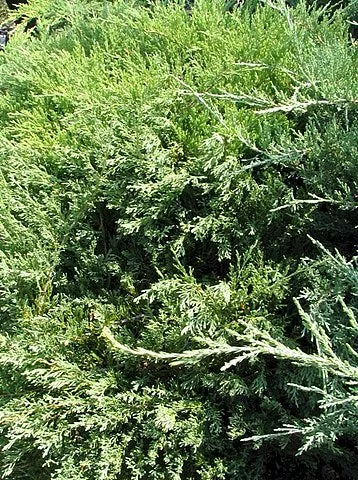 Juniperus horizontalis Plumosa Compacta Andorra Juniper