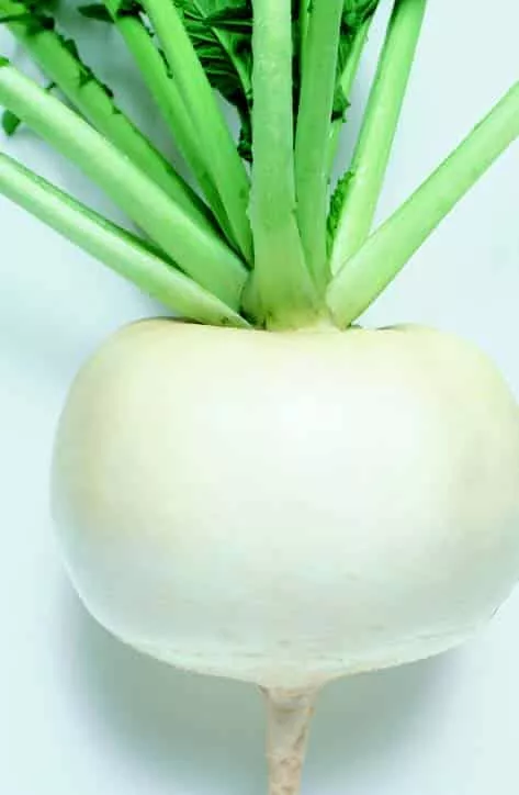 just-right-hybrid-turnip-seeds Just Right Hybrid Turnip Seeds
