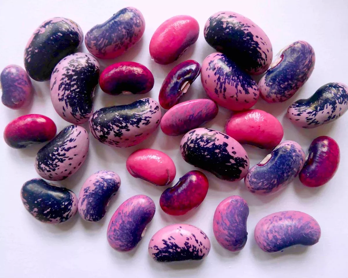 k-ferbohnen-scarlet-runner-bean-seed Käferbohnen Scarlet Runner Bean Seed