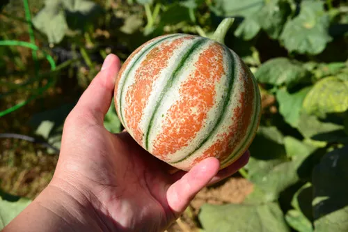 Kajari Melon