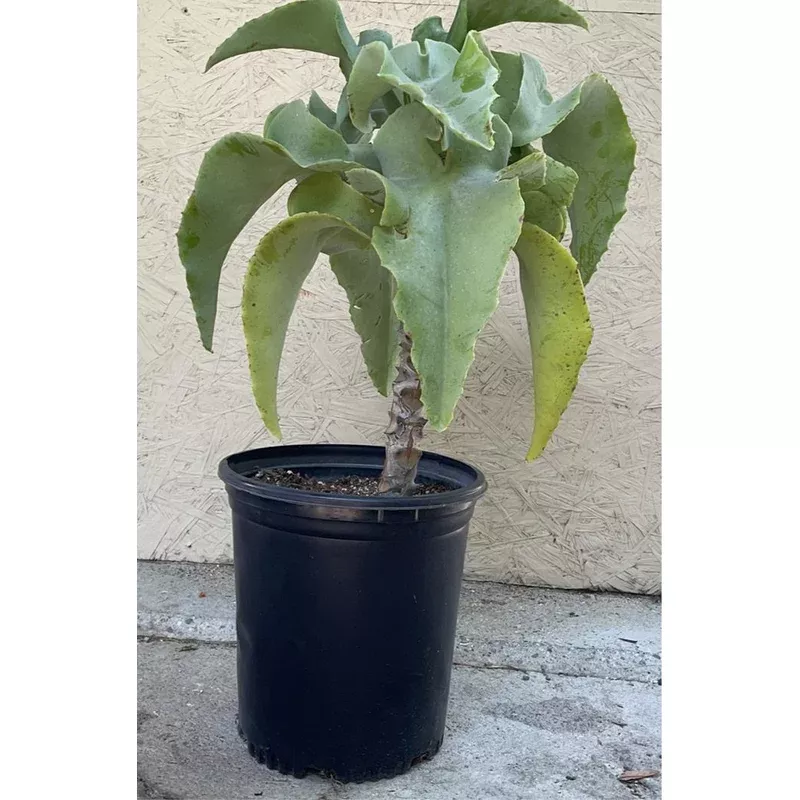 kalanchoe-beharensis-blue-slick Kalanchoe beharensis 'Blue Slick'