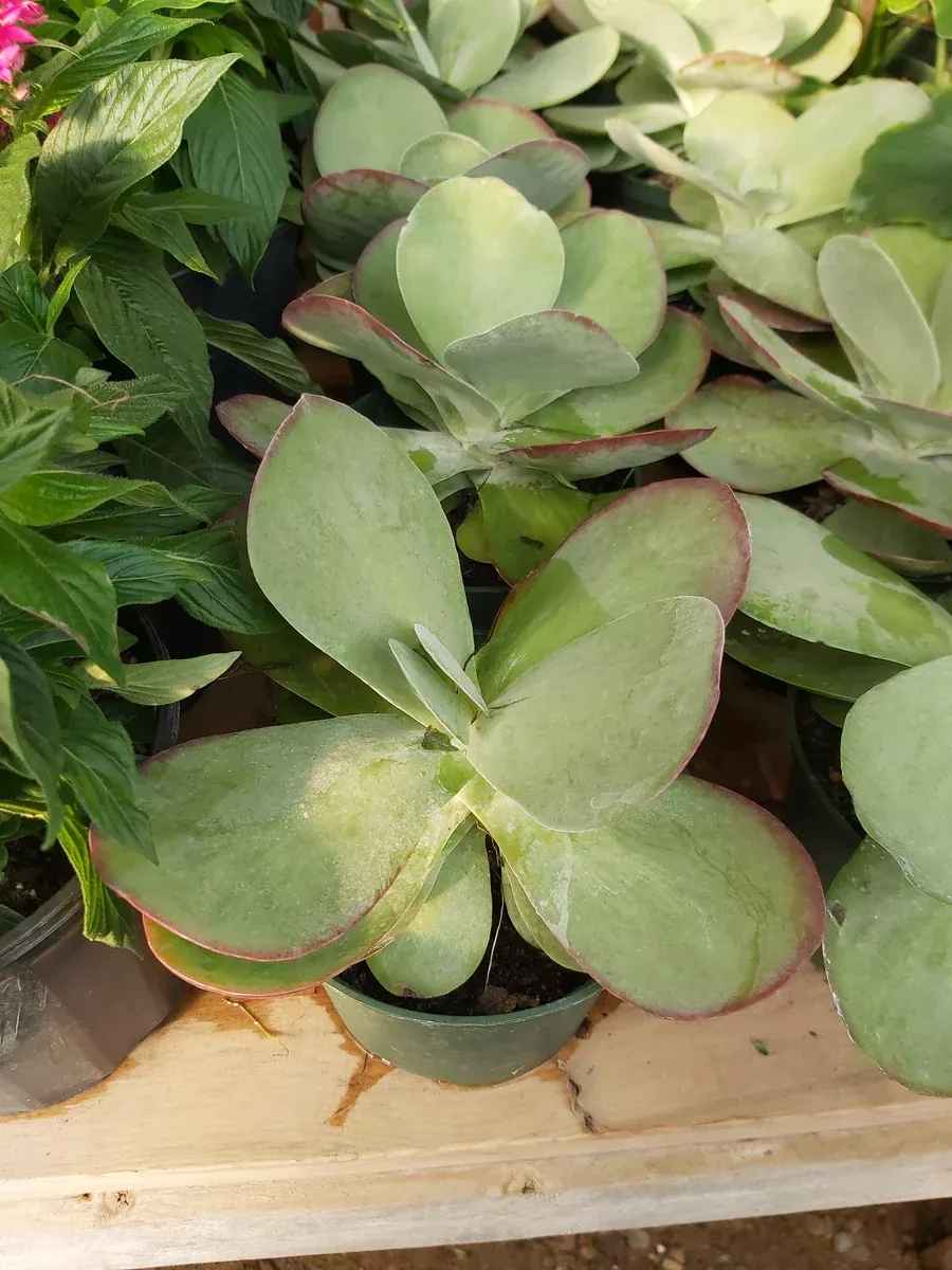 Kalanchoe Flapjack 6"