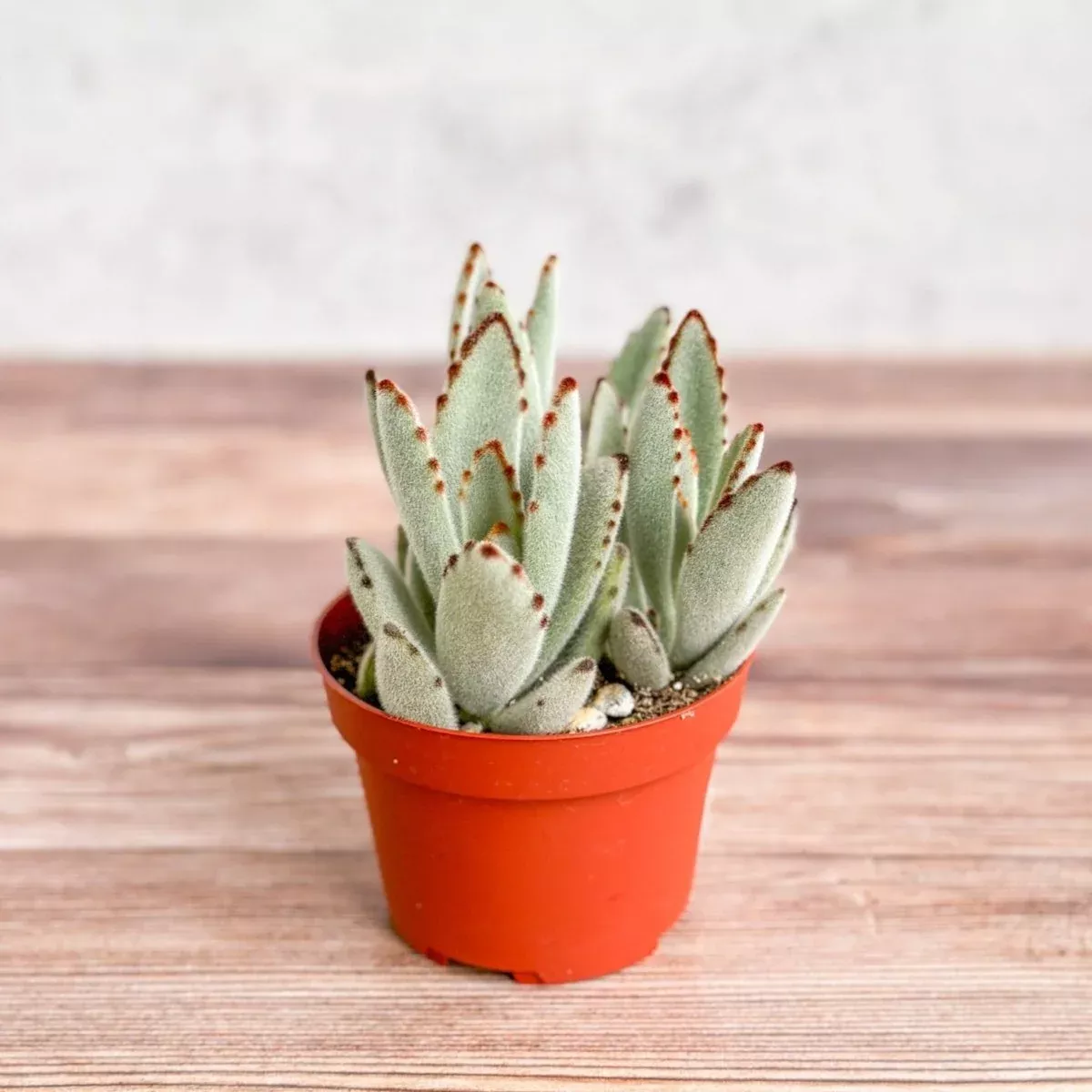 Kalanchoe tomentosa ‘Panda’ - Panda Plant