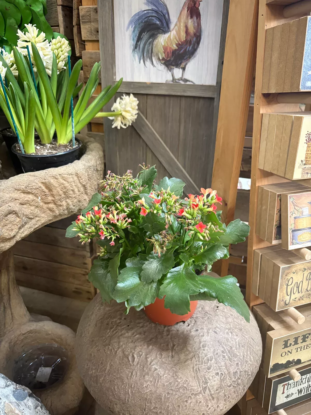 kalanchoe Kalanchoe