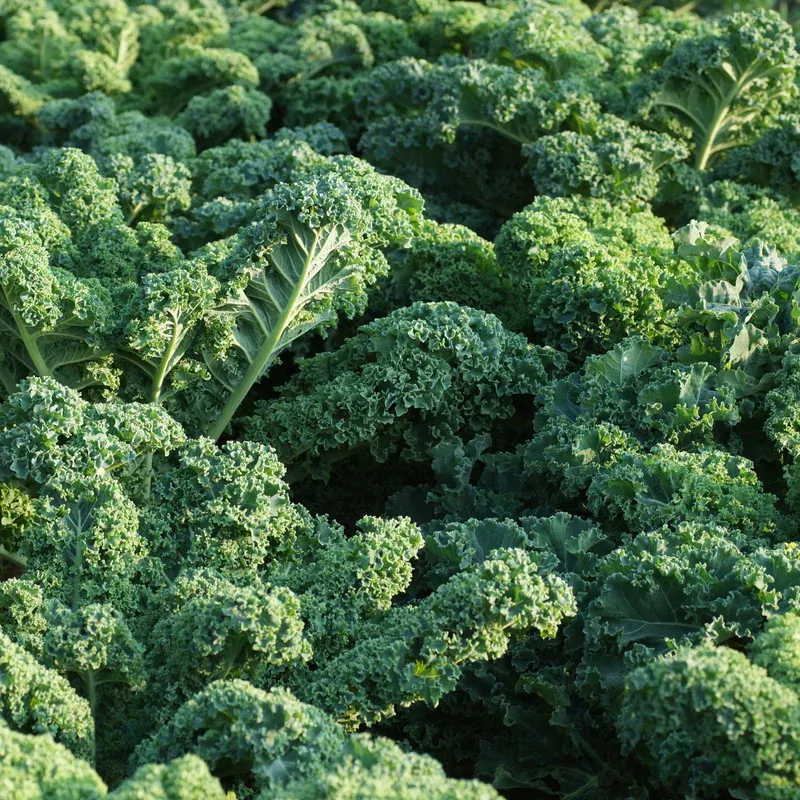kale-blue-curled-scotch Kale, Blue Curled Scotch