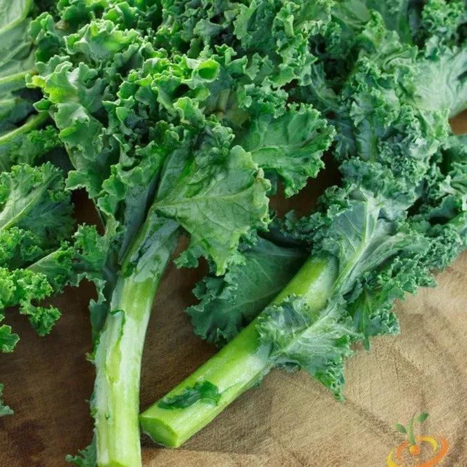 kale-classic-blue-curled-scotch-seeds Kale - Classic, Blue Curled Scotch seeds