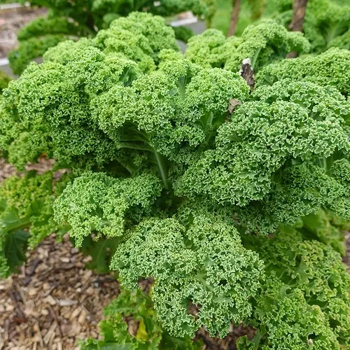 Kale (Dwarf Green Curled)