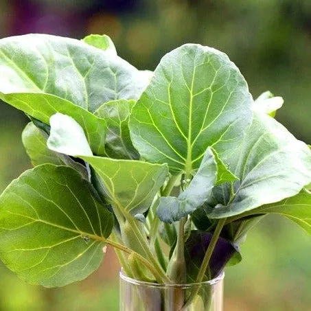 kale-premier-seeds Kale - Premier seeds