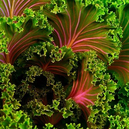 kale-purple-curly-seeds Kale - Purple Curly seeds