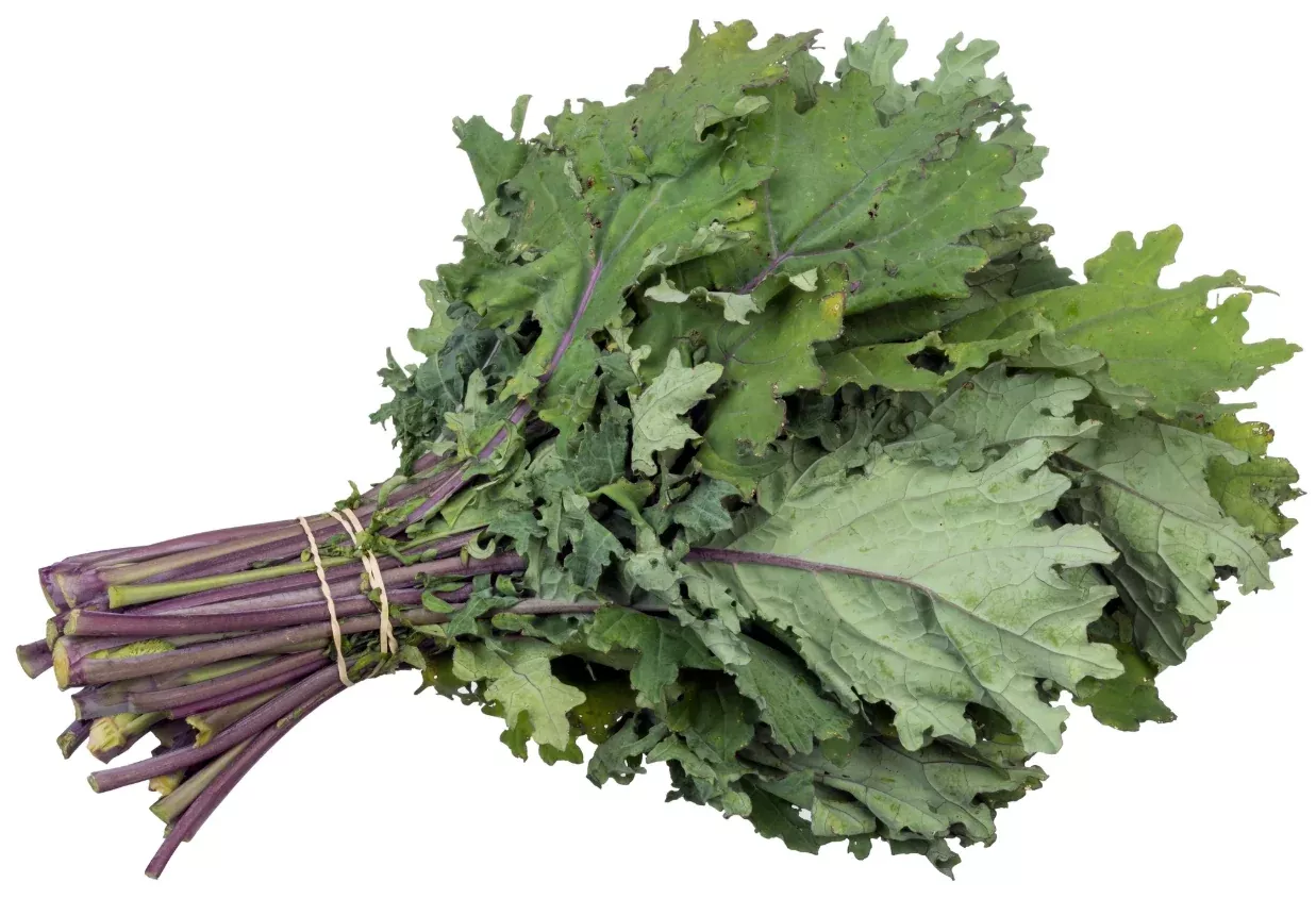 kale-red-russian Kale, Red Russian