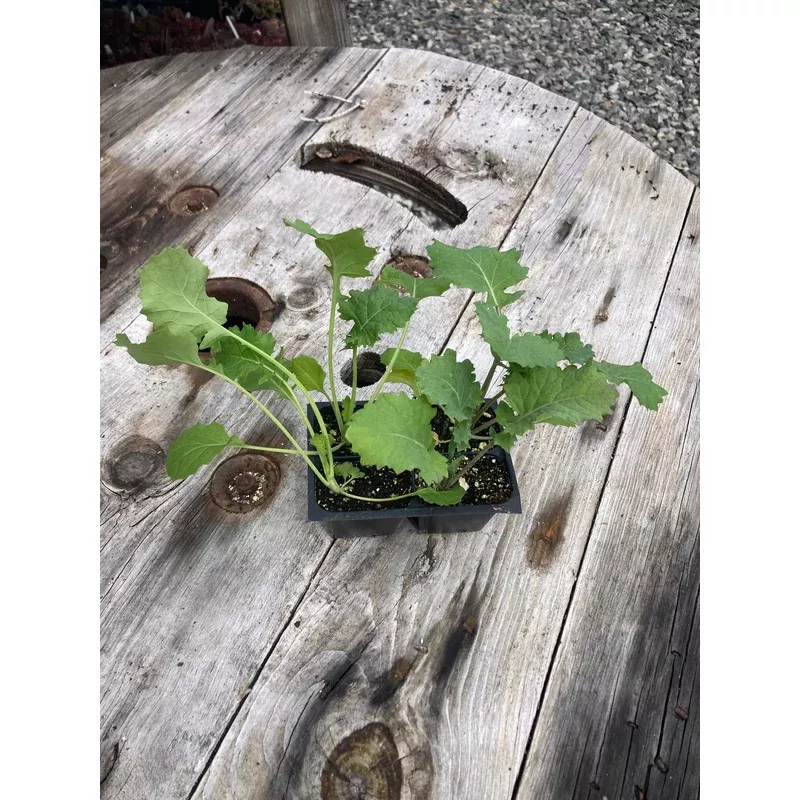 kale-siberian Kale, Siberian