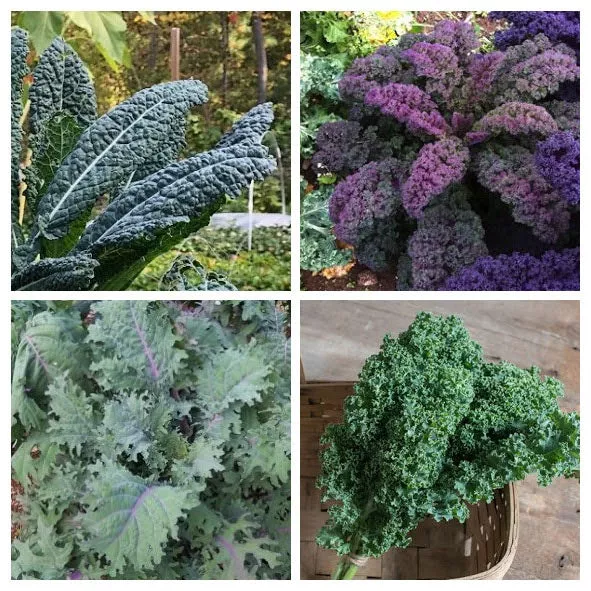 kale-variety-4-pack Kale Variety 4-pack