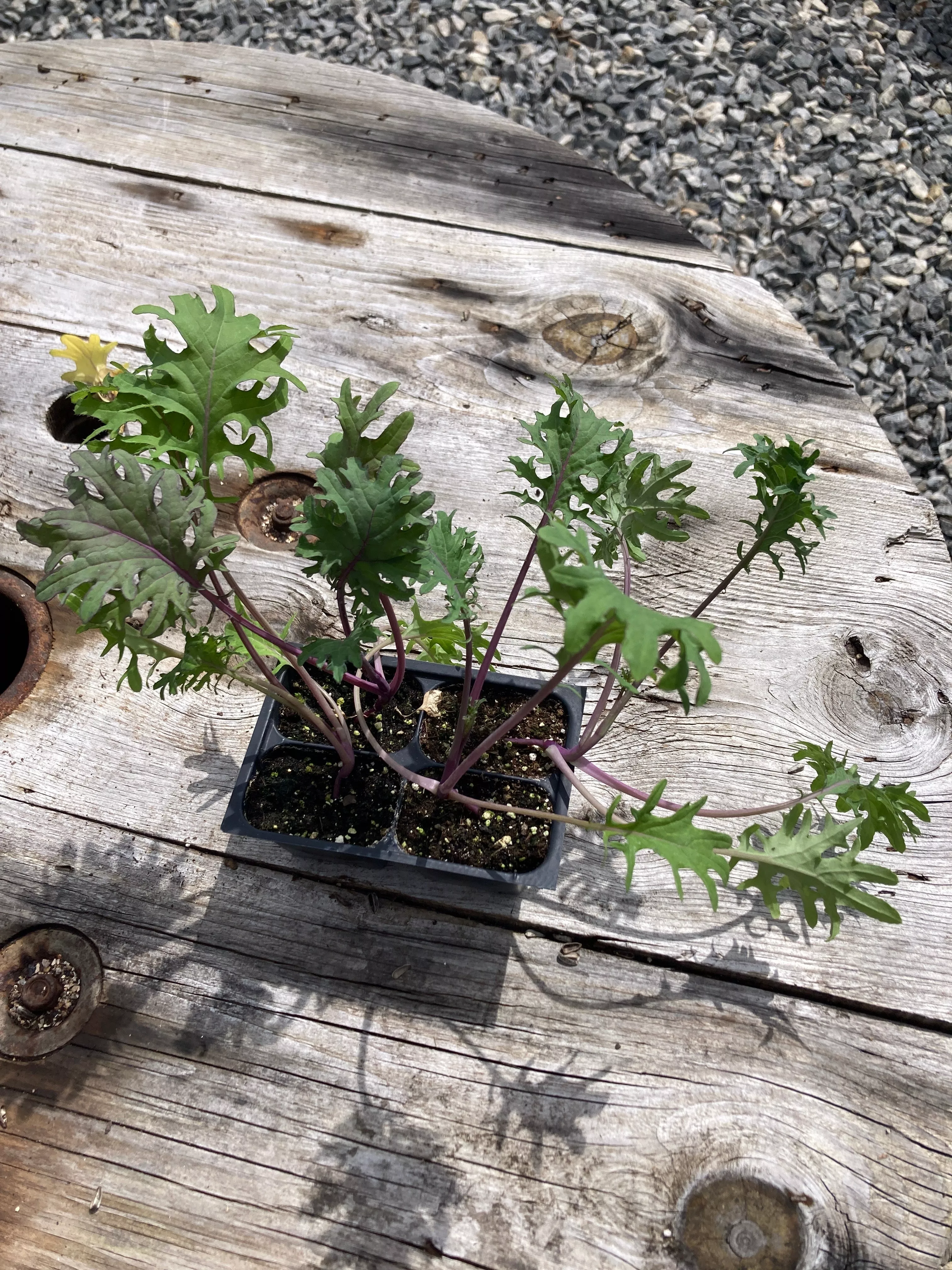 kale-white-russian Kale, White Russian