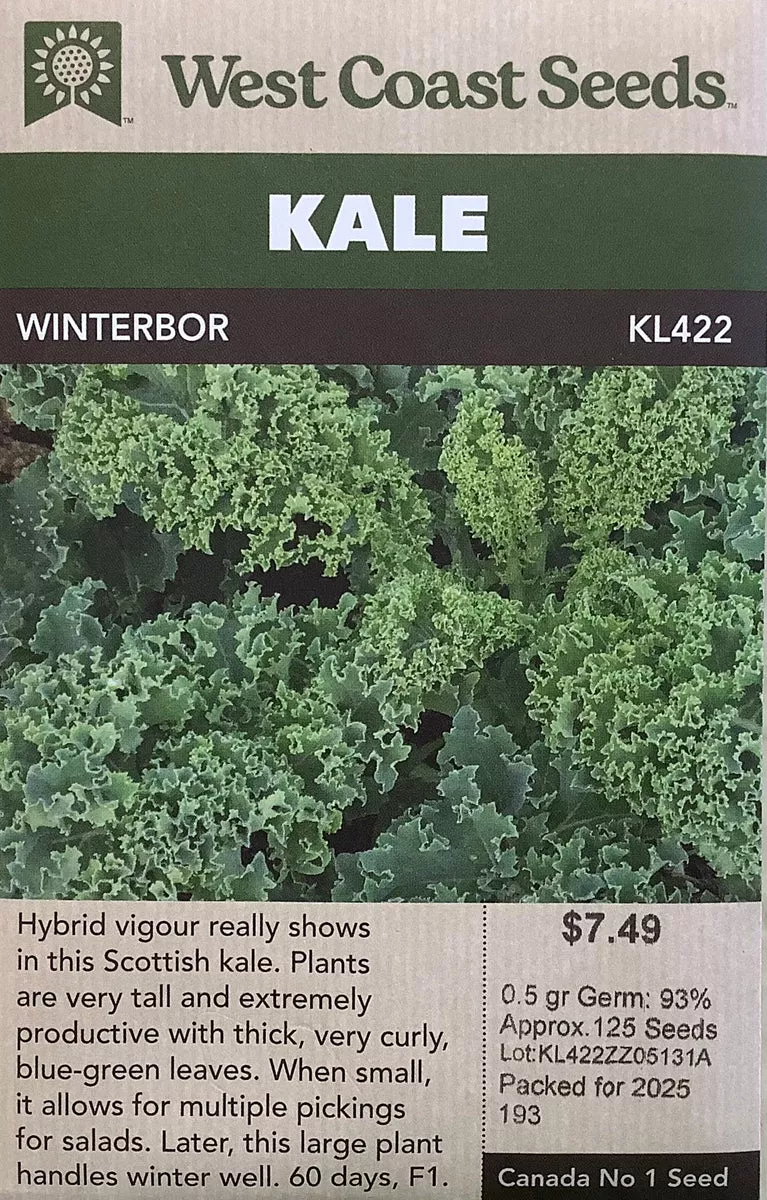 kale-winterbor Kale, Winterbor