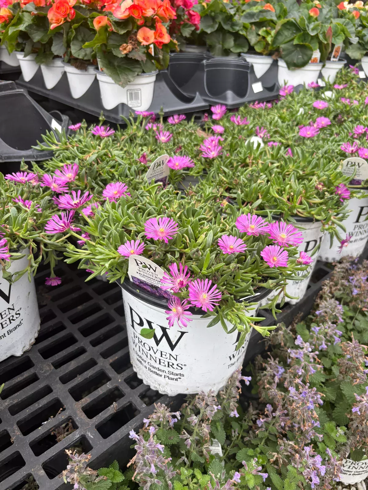 kaleidoscope-orchid-flash-hardy-ice-plant Kaleidoscope™ Orchid Flash Hardy Ice Plant