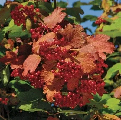 kalinka-highbush-cranberry Kalinka™ Highbush Cranberry