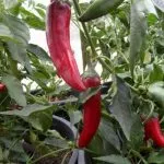 kalosca-paprika-hot-pepper Kalosca Paprika Hot Pepper