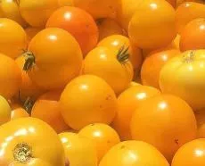 kangaroo-paw-yellow-tomato Kangaroo Paw Yellow Tomato