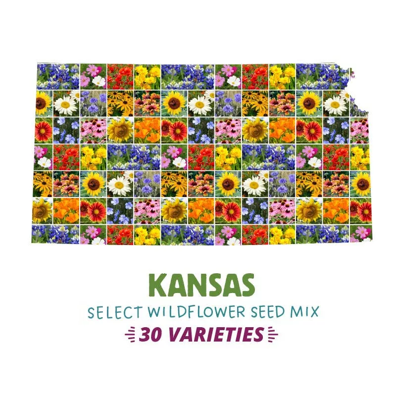 kansas-select-wildflower-seed-mix Kansas Select Wildflower Seed Mix