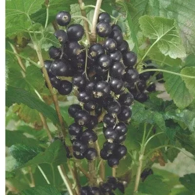 kantata-50-black-currant Kantata 50 Black Currant