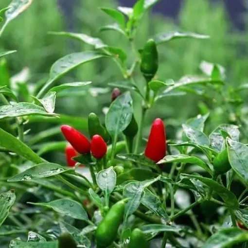 kanthari-pepper-seeds Kanthari Pepper Seeds