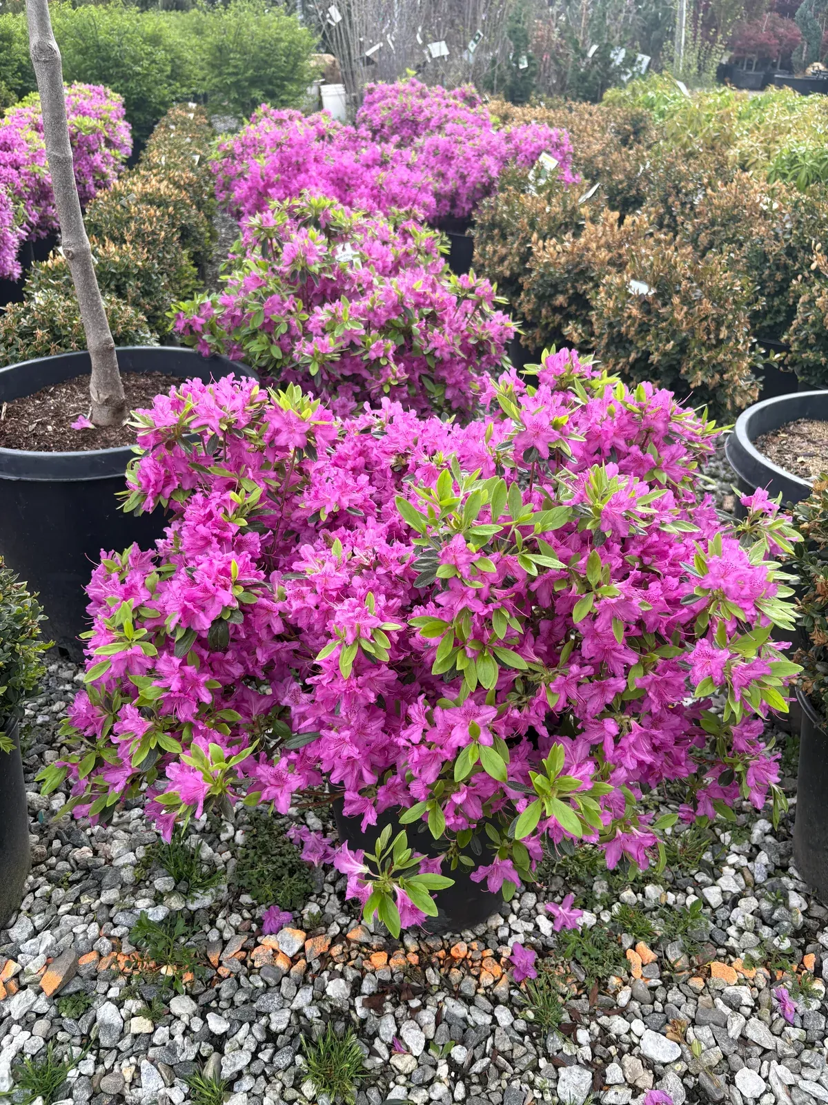 karen-azalea Karen Azalea