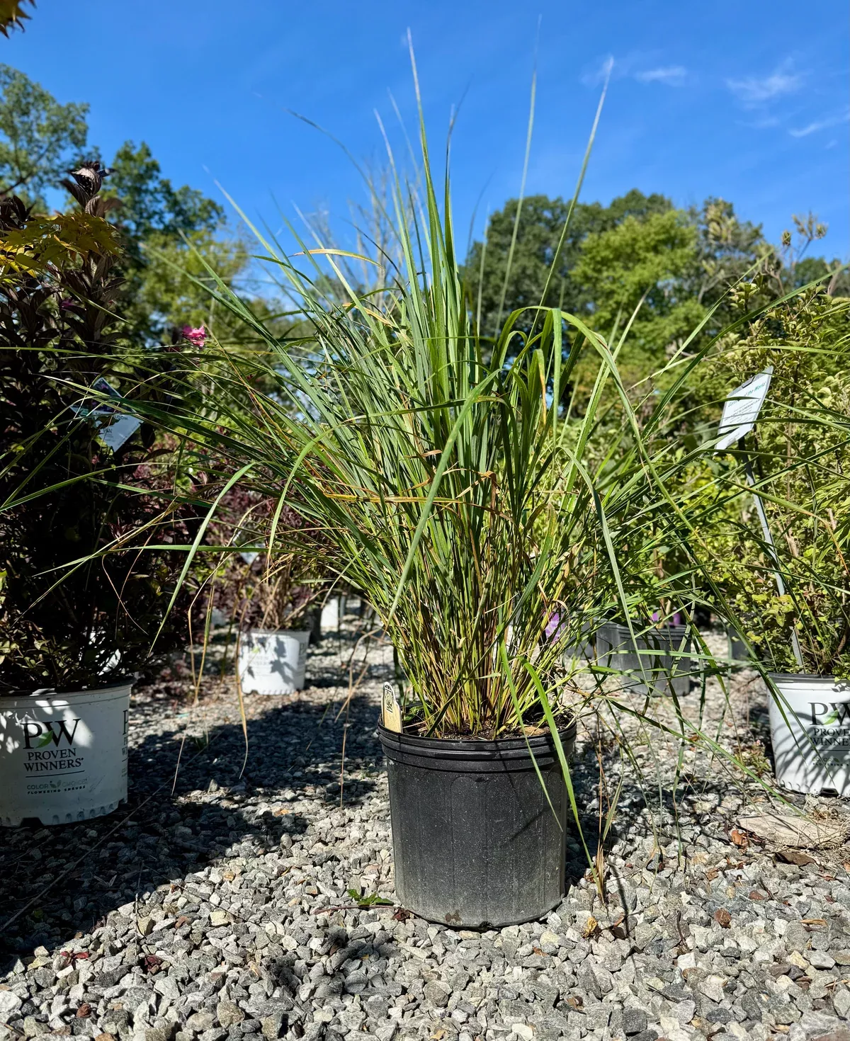 karl-foerster-feather-reed-grass Karl Foerster Feather Reed Grass