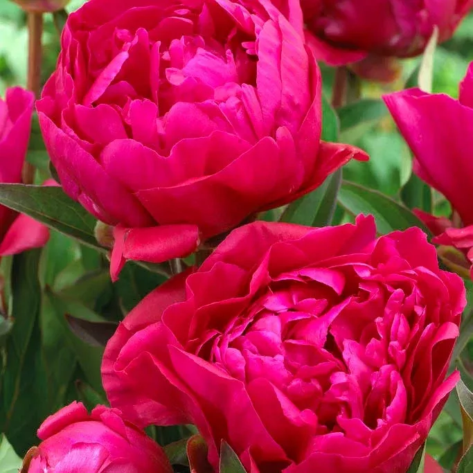 Karl Rosenfield Peony
