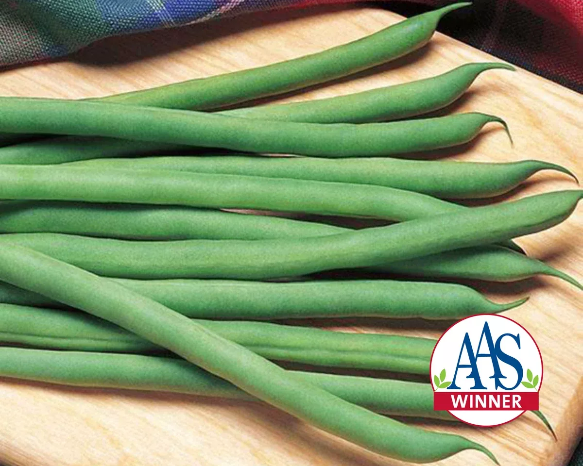 kentucky-blue-pole-bean-seeds Kentucky Blue Pole Bean Seeds