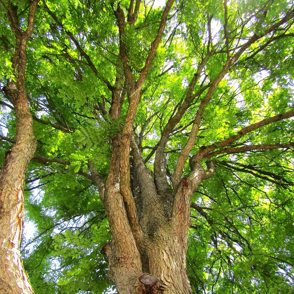kentucky-coffee-tree Kentucky Coffee Tree