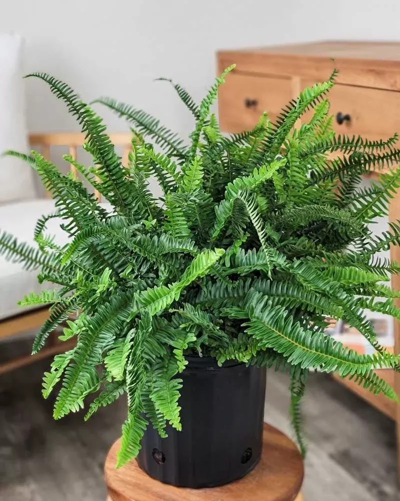kimberly-queen-fern Kimberly Queen Fern