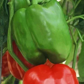 king-arthur-hybrid-pepper King Arthur Hybrid Pepper