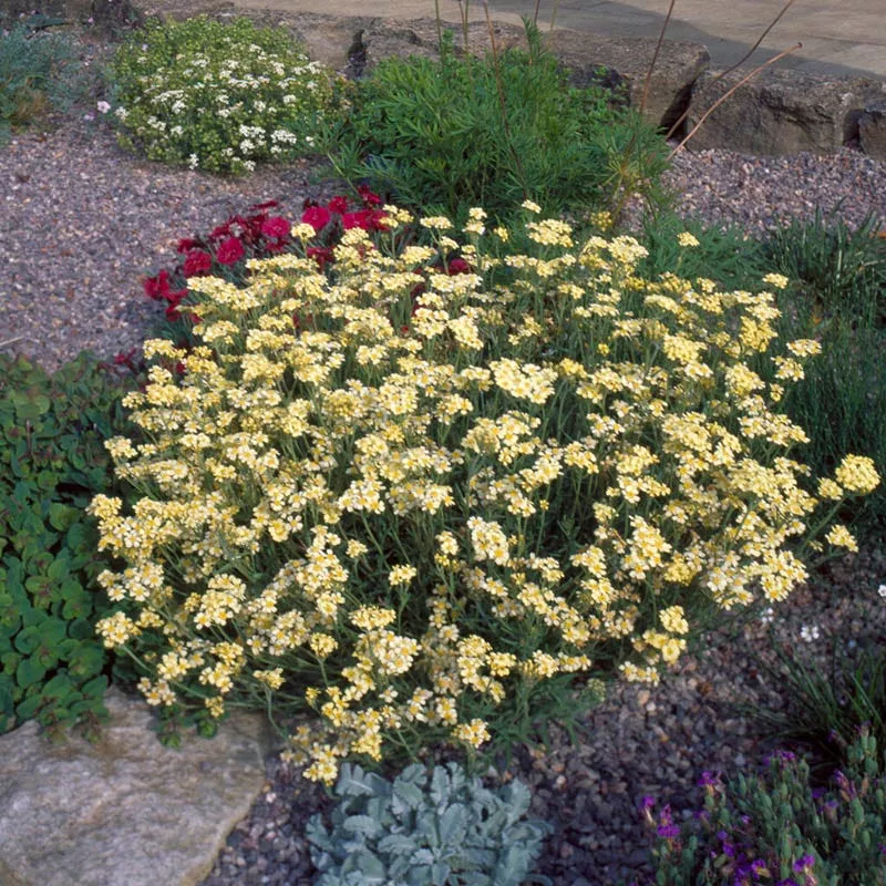 king-edward-yarrow King Edward Yarrow