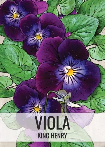 king-henry-viola-seeds-planting-viola-cornuta King Henry Viola Seeds For Planting (Viola cornuta)
