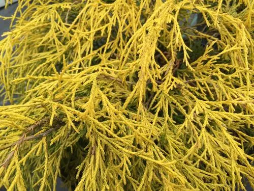 king-s-gold-false-cypress King's Gold False Cypress