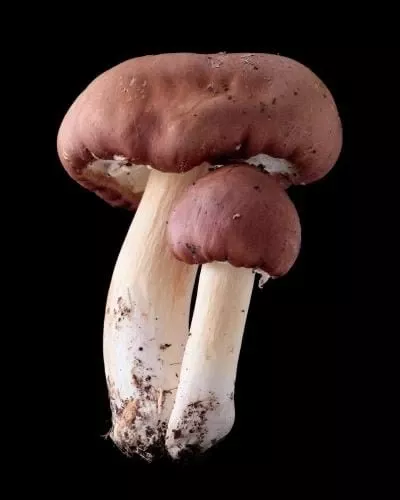 king-stropharia-garden-giant-spawn King Stropharia Garden Giant Spawn