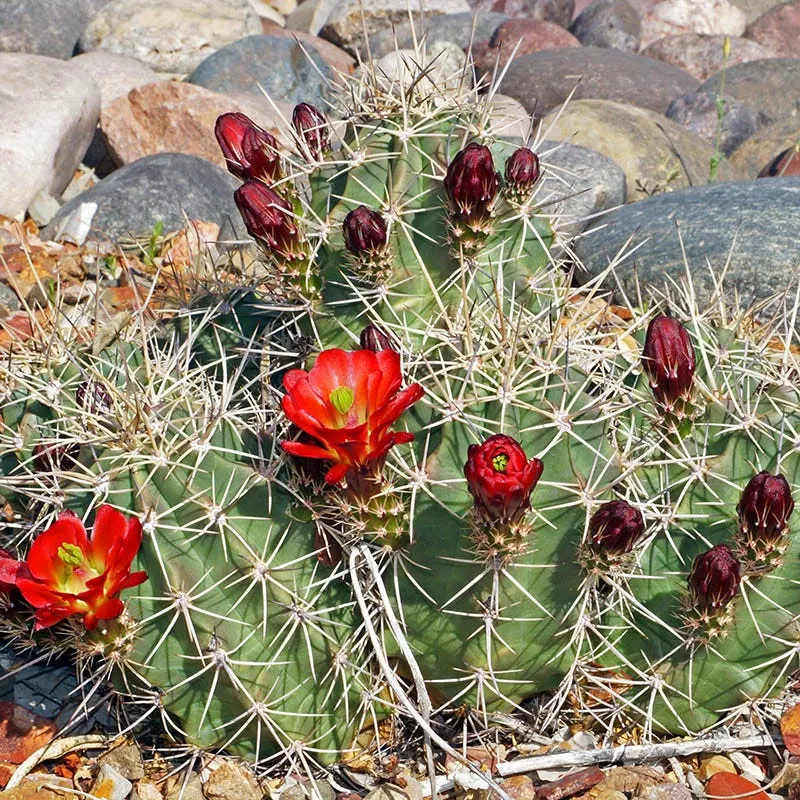 kingcup-cactus-echinocereus Kingcup Cactus (Echinocereus)