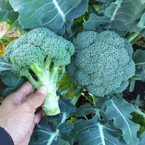 kingdom-broccoli-seeds Kingdom Broccoli Seeds