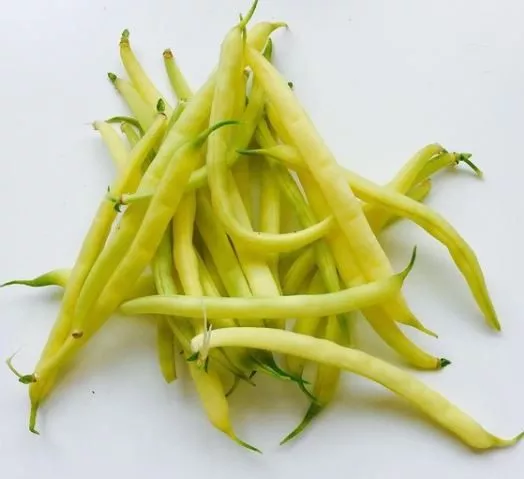 kinghorn-wax-bean Kinghorn Wax Bean