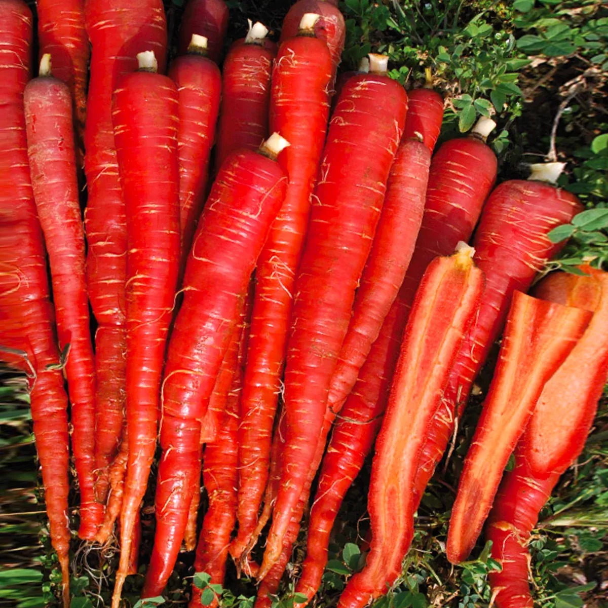 kintoki-red-carrot Kintoki Red Carrot