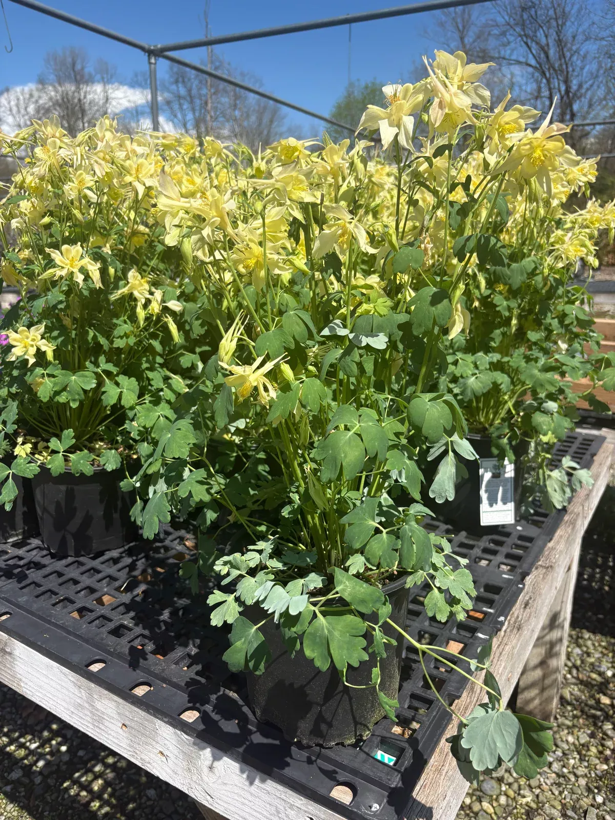 Kirigami Yellow Columbine
