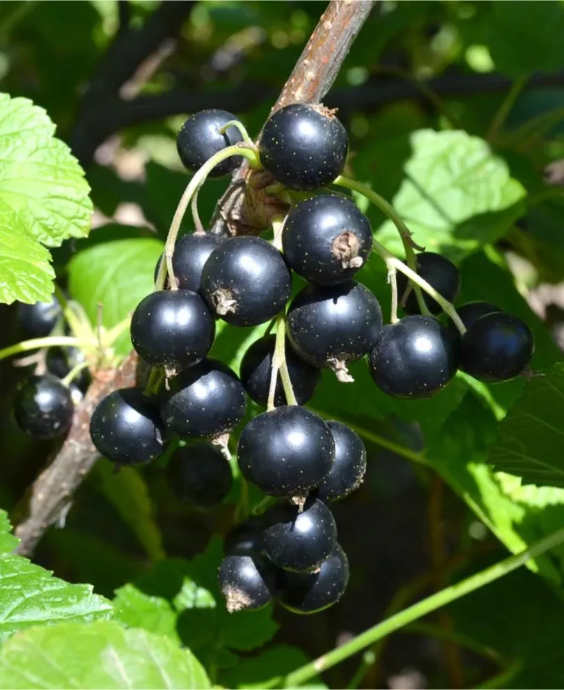 Kirovchanka Black Currant