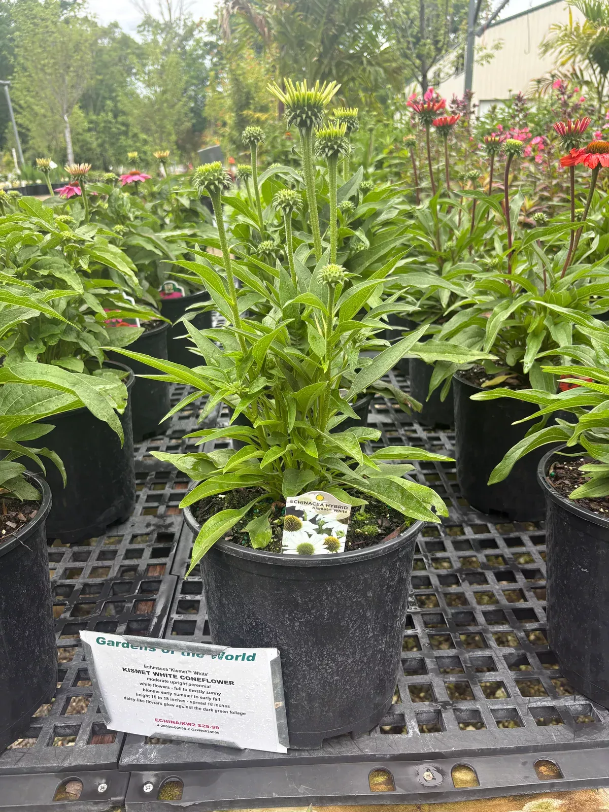 kismet-white-coneflower Kismet White Coneflower