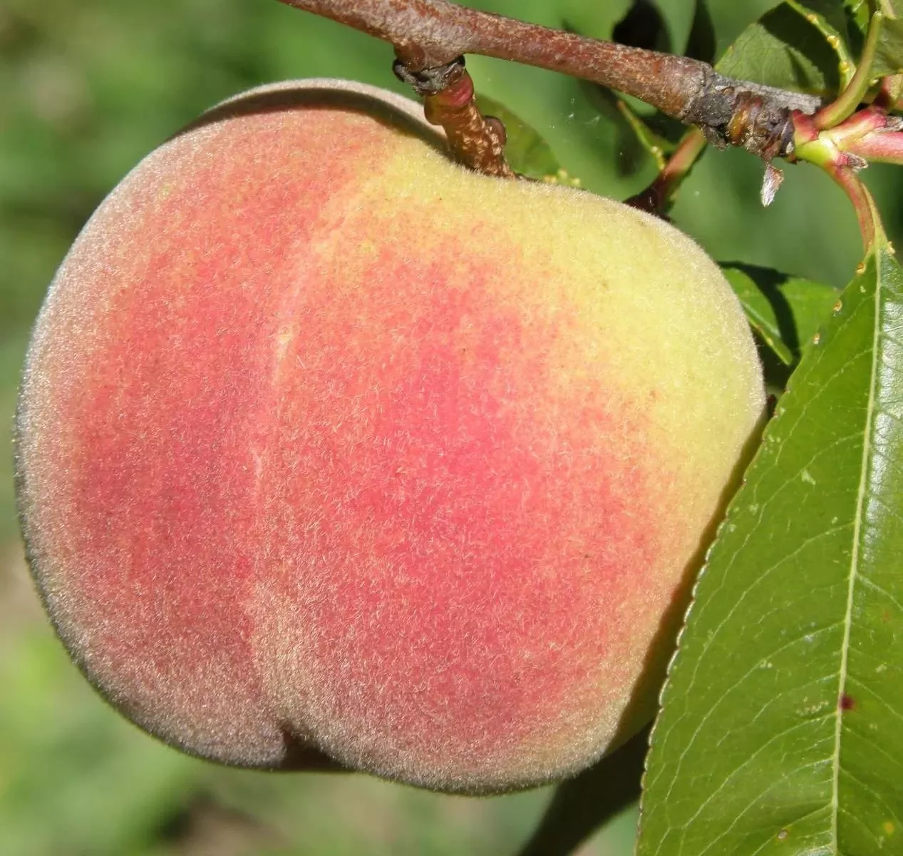 Kit Donnell Peach