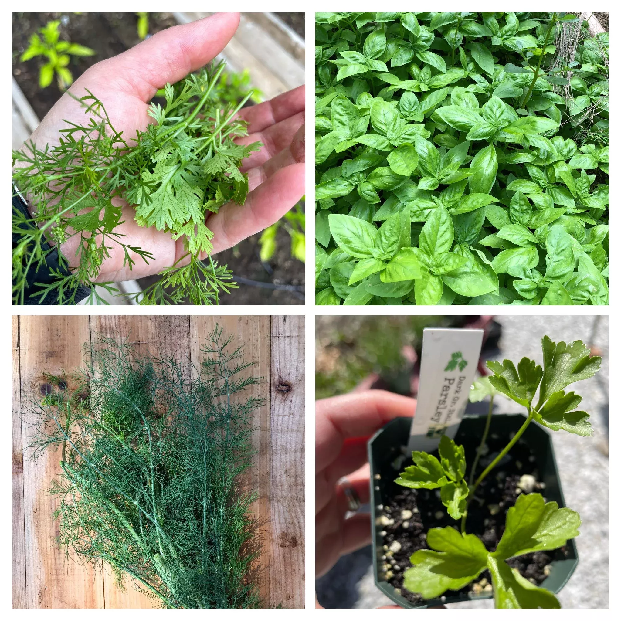 kitchen-annual-herb-4-pack Kitchen Annual Herb 4- pack